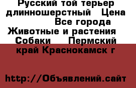 Русский той-терьер длинношерстный › Цена ­ 7 000 - Все города Животные и растения » Собаки   . Пермский край,Краснокамск г.